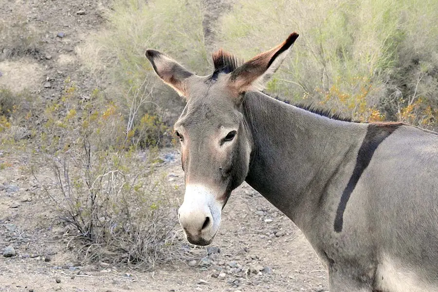Wild burro