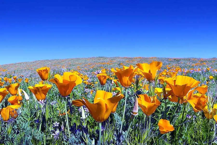 Hills are covered with Wild California poppies