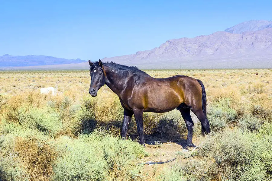 Wild horse in California prairie