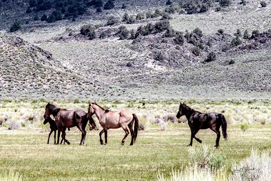 Group of wild horses grazing on BLM land