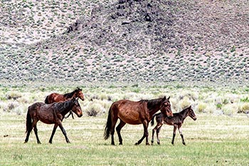 Three horses with foal