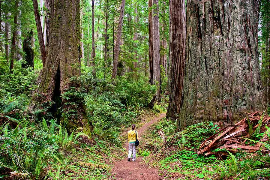 Woman walking on path through Redwood National Park