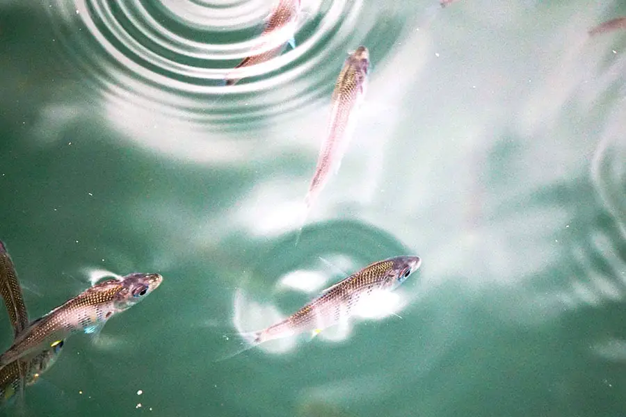 Young salmon fry in water