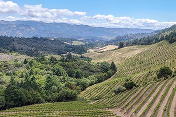 Grapevines at Napa Valley vineyard