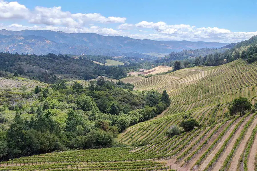 Birdseye view of grapevines at Napa Valley vineyard