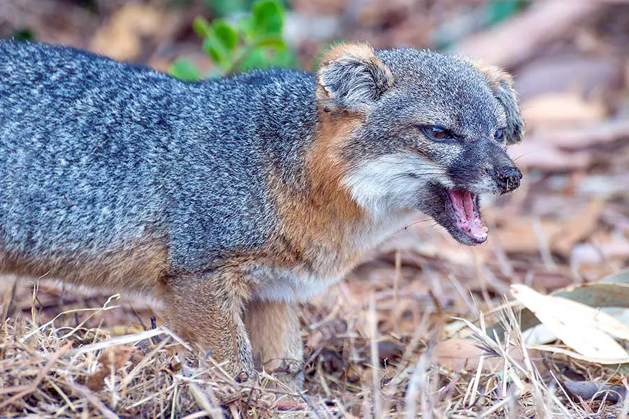 Santa Cruz Island fox