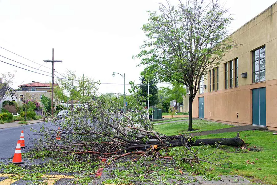 Tree in yard uprooted by wind