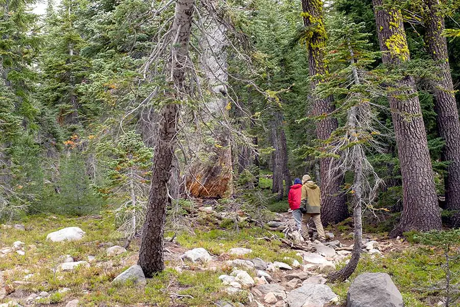 Couple hiking through the woods on Mount Shasta