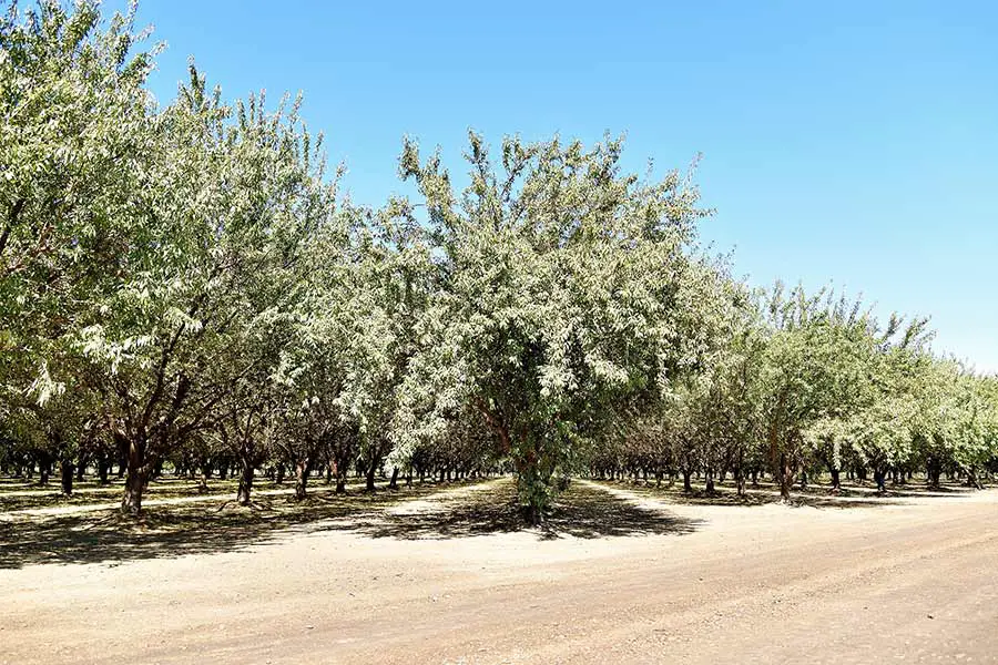 Almond grove in the central valley