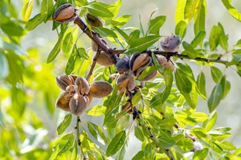 Almonds on tree
