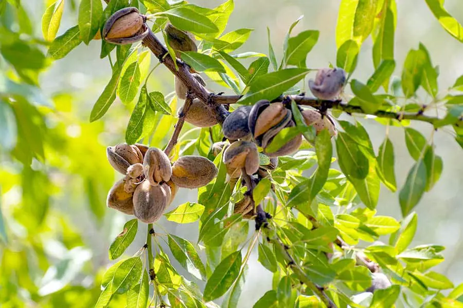 Cluster of almonds on tree branch