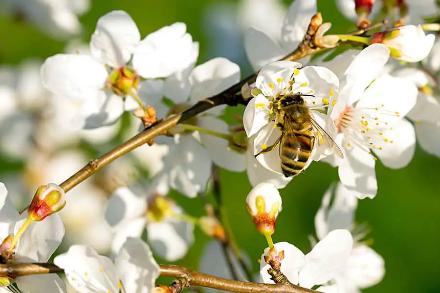 Honey bee pollinating almond blossoms