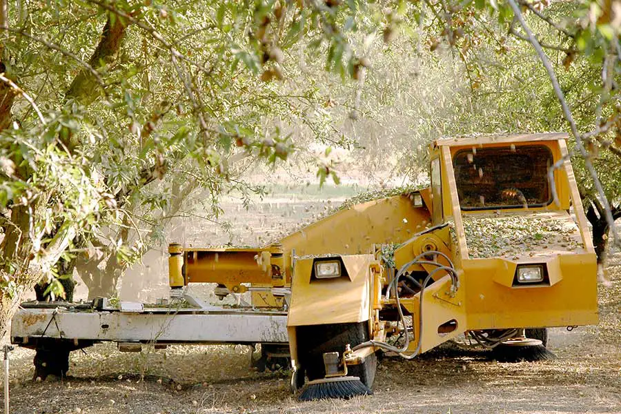 Machine shaking almond tree to harvest nuts