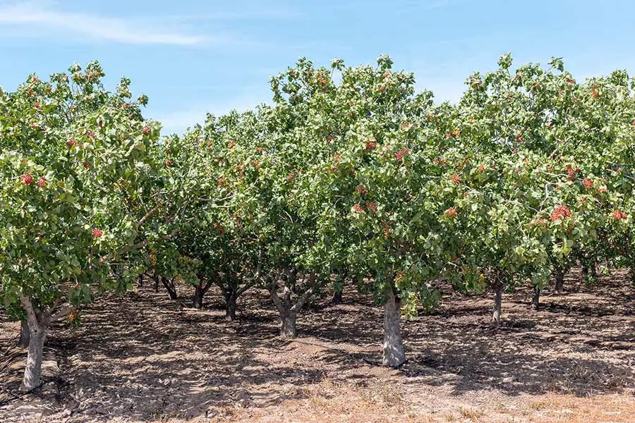 Rows of pistachio trees in orchard